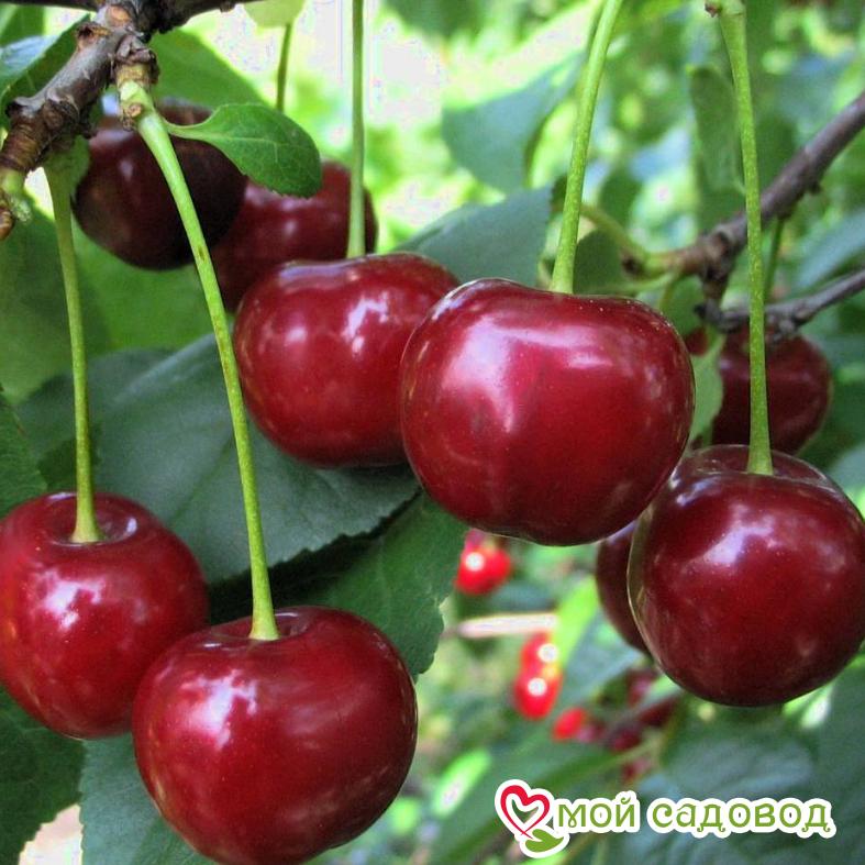 Вишня Шпанка