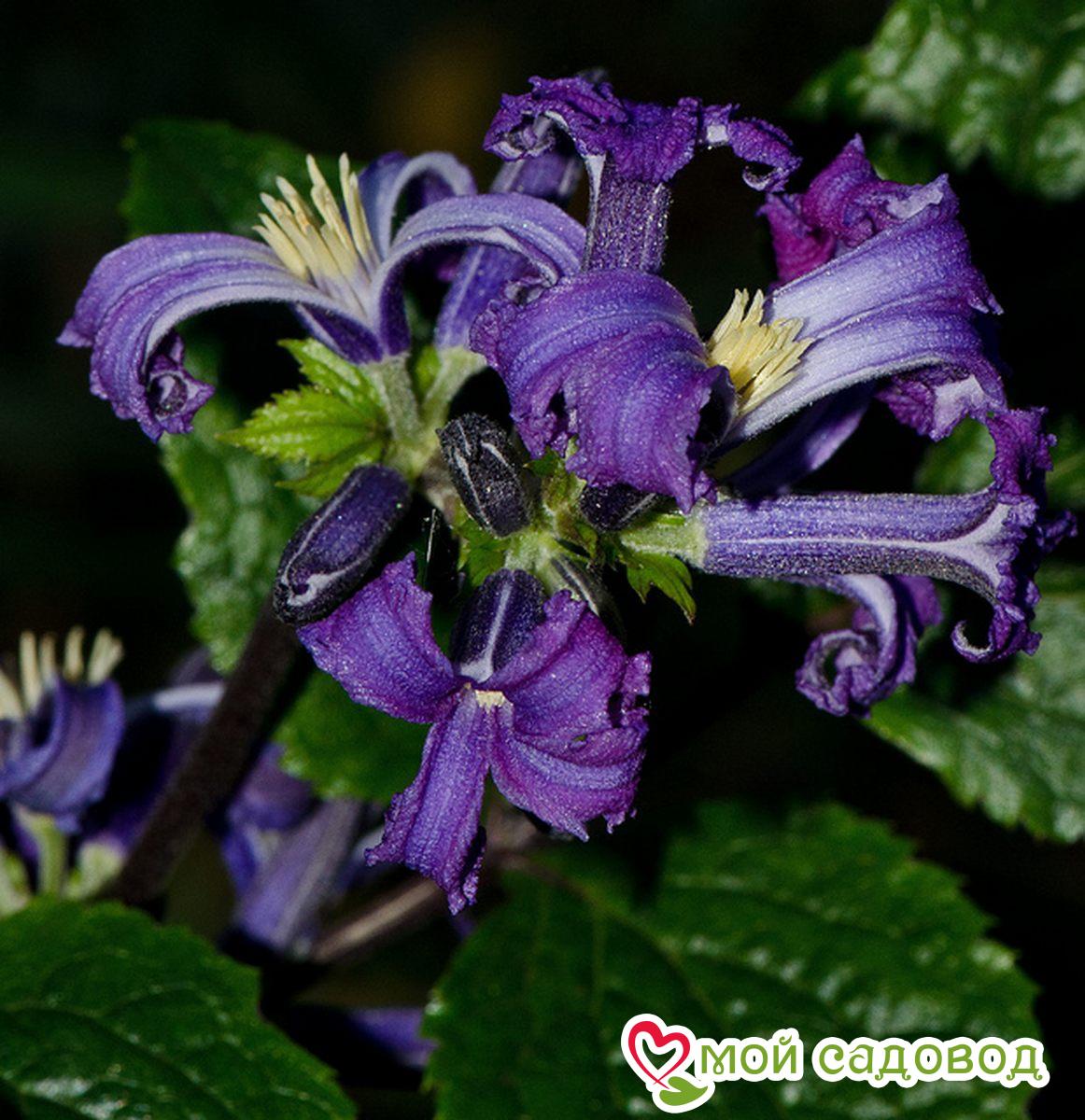 клематис борщевиколистный china purple. клематис борщевиколистный синеглазка. клематис борщевиколистный чайна пёрпл.