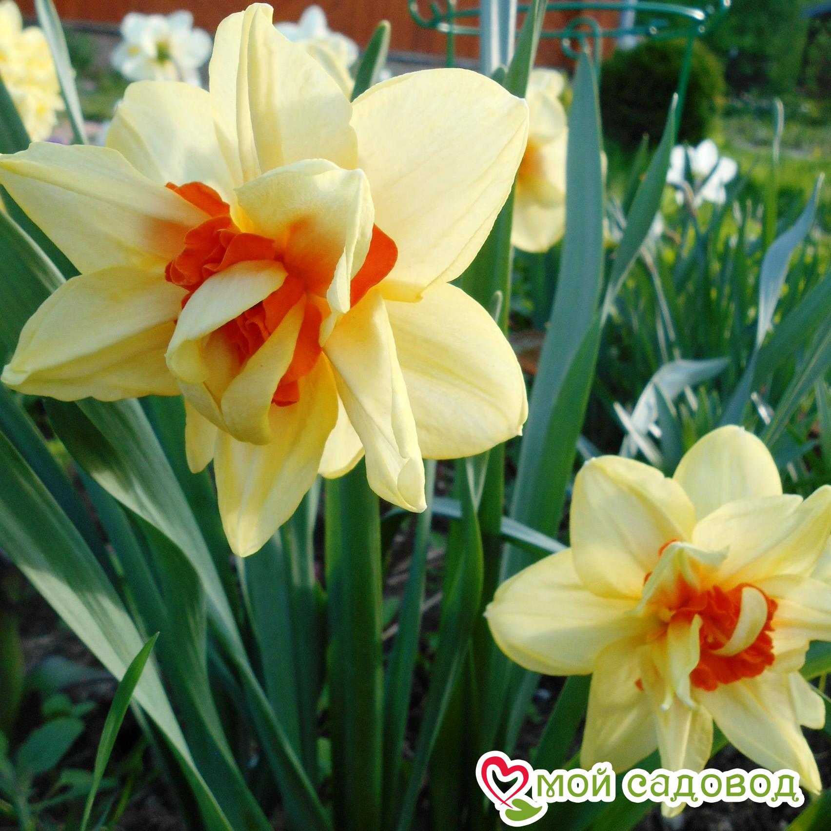 Нарцисс махровый Инноватор