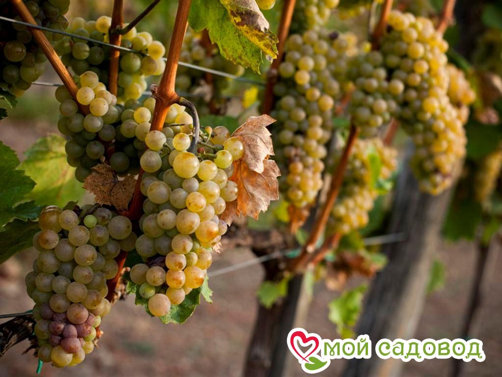виноград культурный рислинг рейнский. рислинг рейнский сорт винограда. рислинг рейнский сорт винограда. рислинг рейнский виноград. рислинг сорта белого винограда.