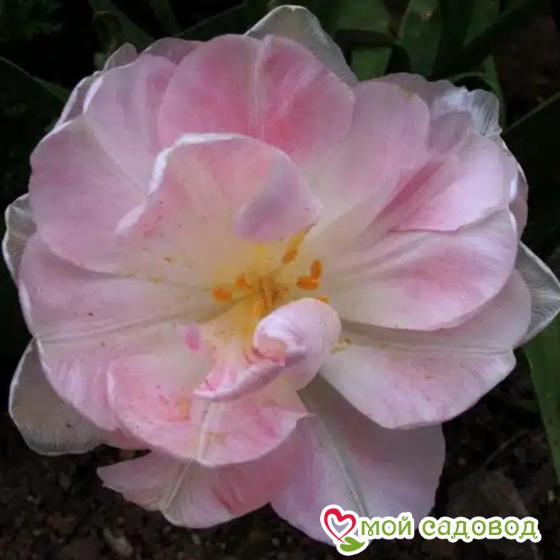 Тюльпан махровый Анжелика