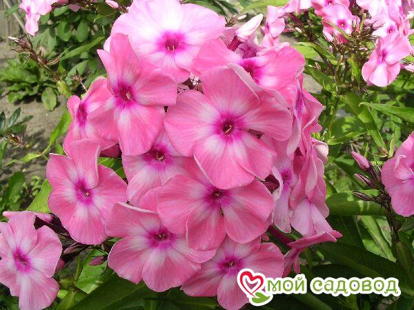 Флокс Оленька