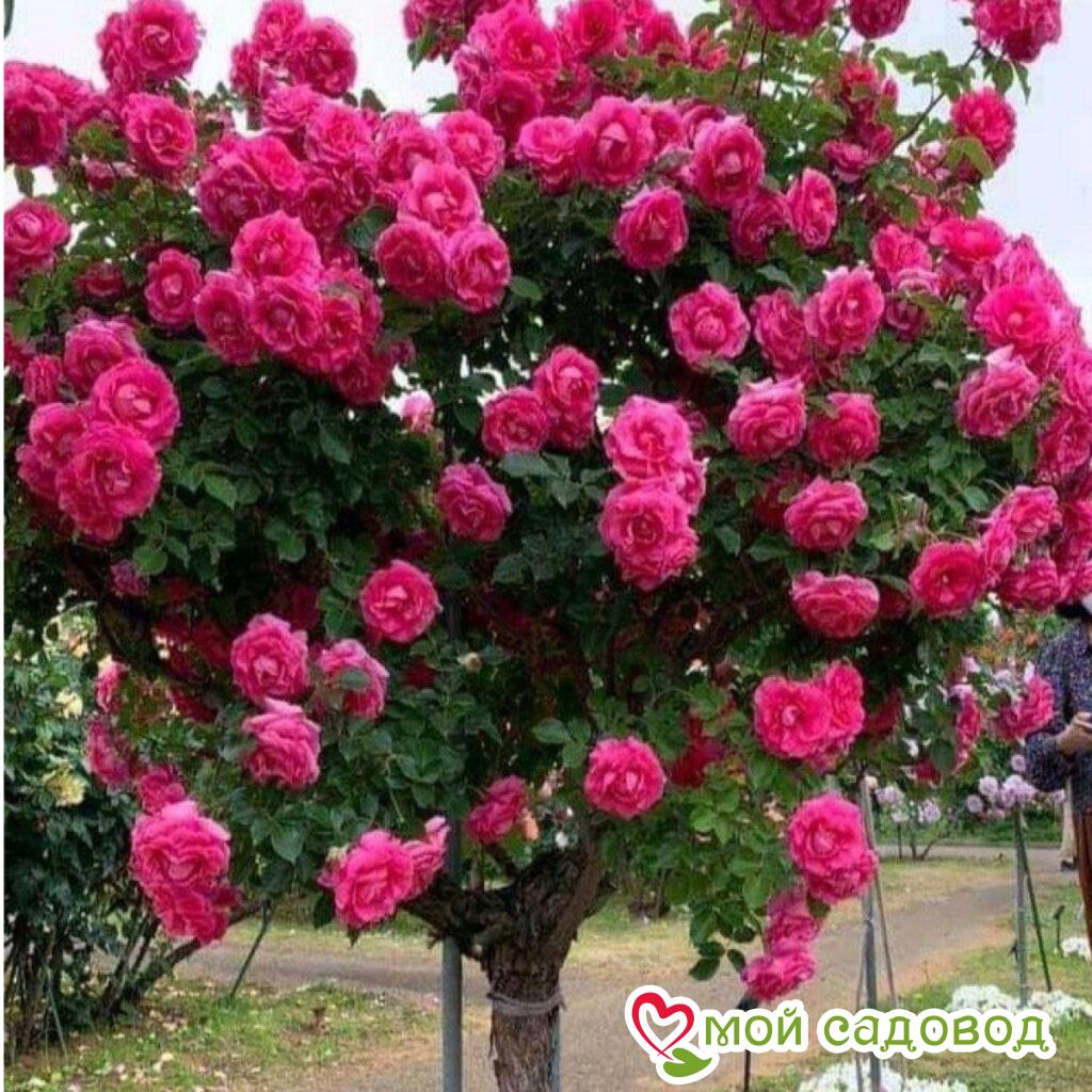 Роза Версаля